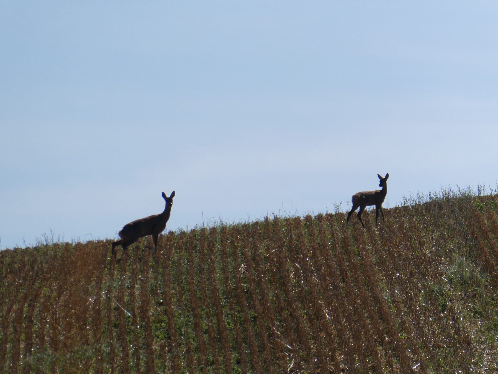 Rehe